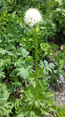 Valeriana sitchensis (Sitka valerian) Caprifoliaceae