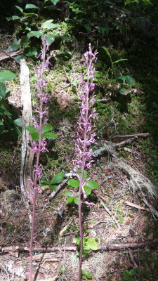 Orobanchaceae