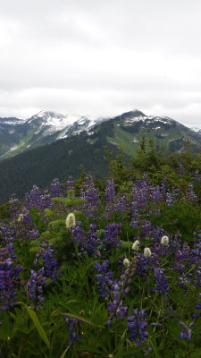 lookout mt