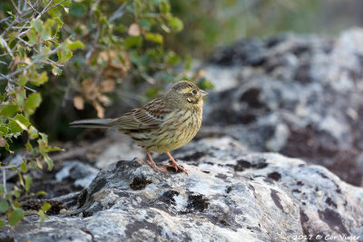 Cirl bunting / Cirlgors