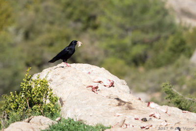 Red-billed chough / Alpenkraai