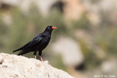 Red-billed chough / Alpenkraai