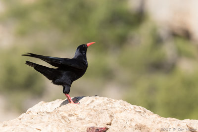 Red-billed chough / Alpenkraai