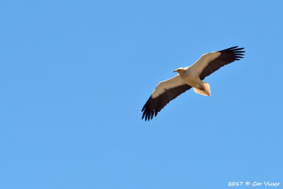 Egyptian vulture / Aasgier