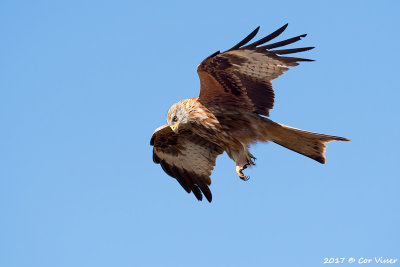 Red kite / Rode wouw