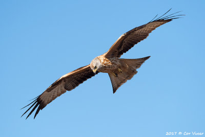 Red kite / Rode wouw