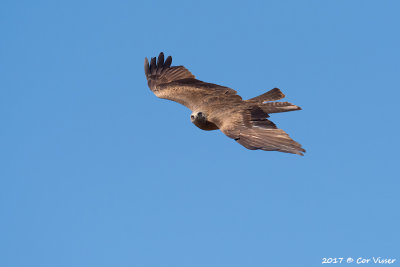 Black kite / Zwarte wouw