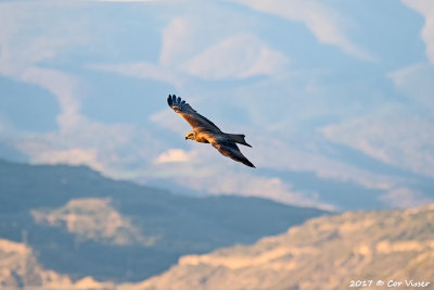 Black kite / Zwarte wouw