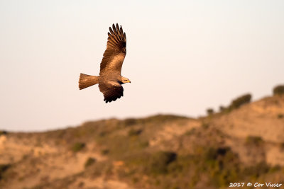 Black kite / Zwarte wouw