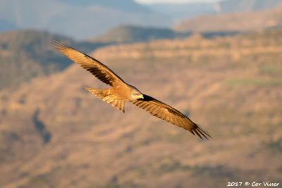 Black kite / Zwarte wouw