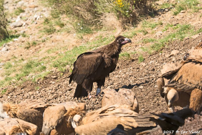 Black vulture/ Monniksgier