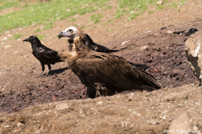 Black vulture/ Monniksgier