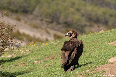 Black vulture/ Monniksgier