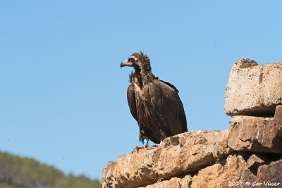 Black vulture/ Monniksgier