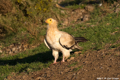 Egyptian vulture / Aasgier