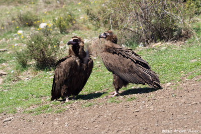 Black vulture/ Monniksgier