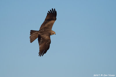 Black kite / Zwarte wouw