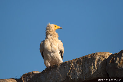 Egyptian vulture / Aasgier