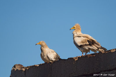 Egyptian vulture / Aasgier