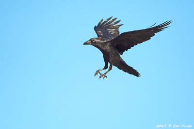 Raven / Raaf