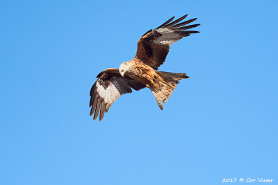 Red kite / Rode wouw