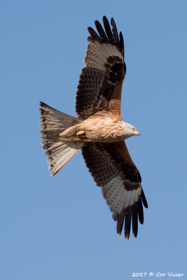 Black kite / Zwarte wouw