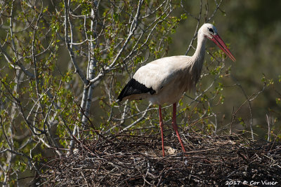 White stork / Ooievaar