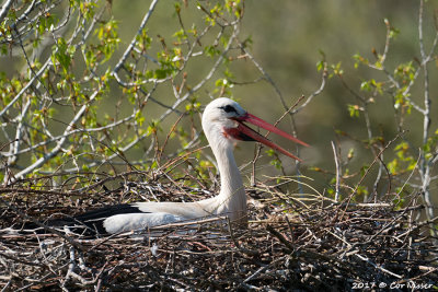 White stork / Ooievaar