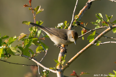 Blackcap / Zwartkop