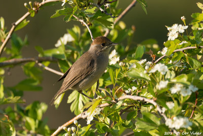 Blackcap / Zwartkop