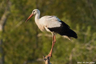 White stork / Ooievaar