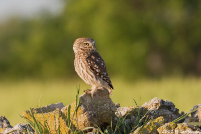 Little owl / Steenuil