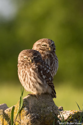 Little owl / Steenuil