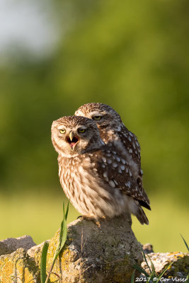 Little owl / Steenuil