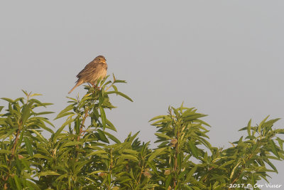 Corn bunting / Grauwe gors