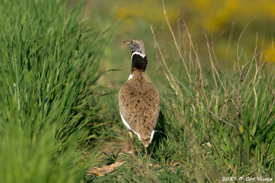 Little bustard / Kleine trap