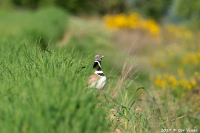 Little bustard / Kleine trap