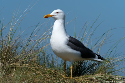 Lesser Black-backed Gull / Kleine mantelmeeuw
