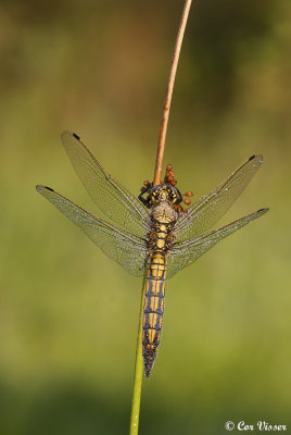 Gewone oeverlibel / Orthetrum cancellatum