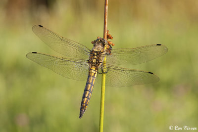 Gewone oeverlibel / Orthetrum cancellatum