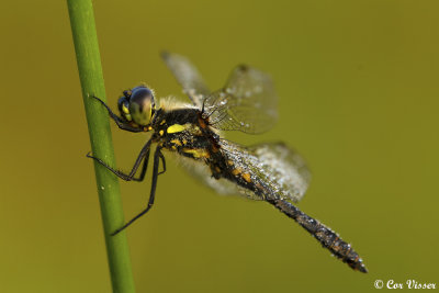 Zwarte heidelibel / Sympetrum danae