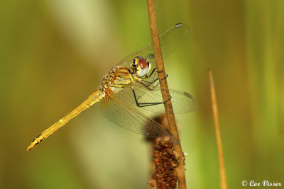 Zwervende Heidelibel / Sympetrum fonscolombii