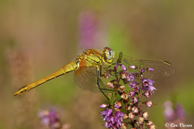 Zwervende Heidelibel / Sympetrum fonscolombii