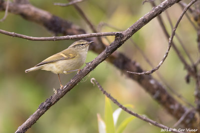 Arctic warbler.jpg