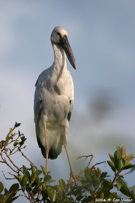 Asian openbill.jpg