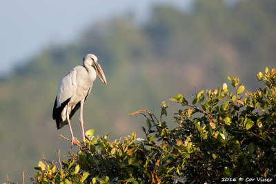 Asian openbill-2.jpg