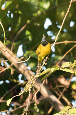 Black-crested bulbul.jpg