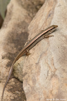 Bowling's supple skink.jpg