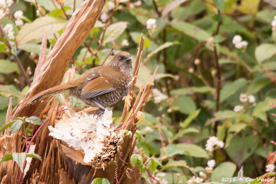 Brown-capped laughingtrush_3.jpg