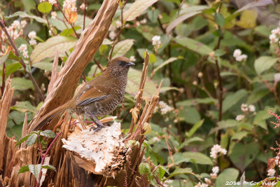 Brown-capped laughingtrush_4.jpg